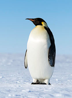 Emperor penguin