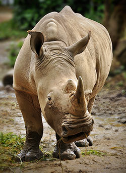 White rhinoceros